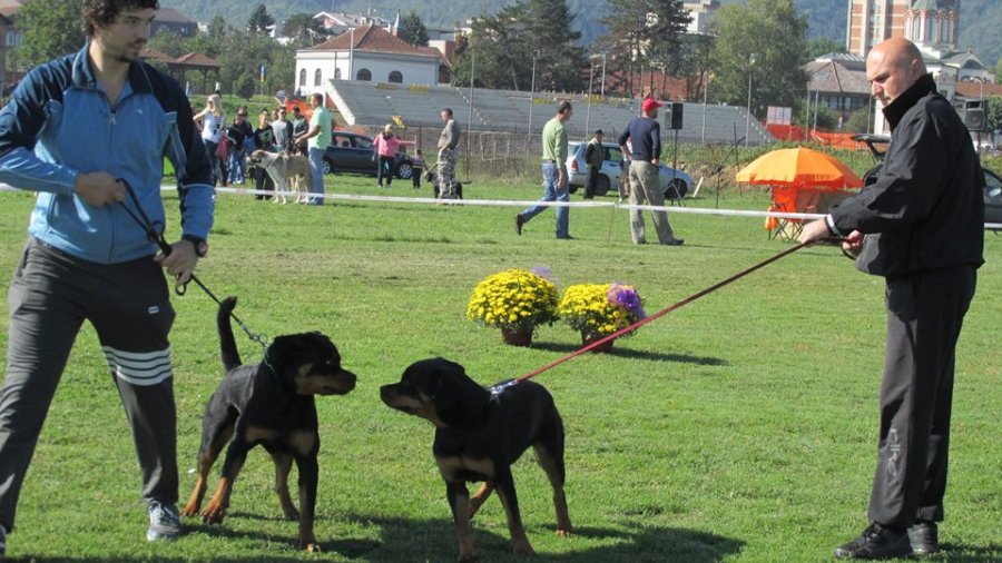 Održana izložba pasa svih rasa