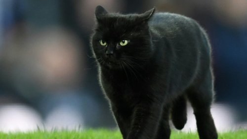 Nesvakidašnja scena: Mačor fudbaler