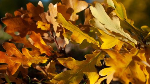 Kako igrači, treneri i sportski radnici proslavljaju Božić